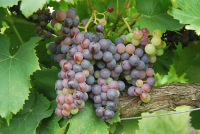 Brown wooden table purple grapes
